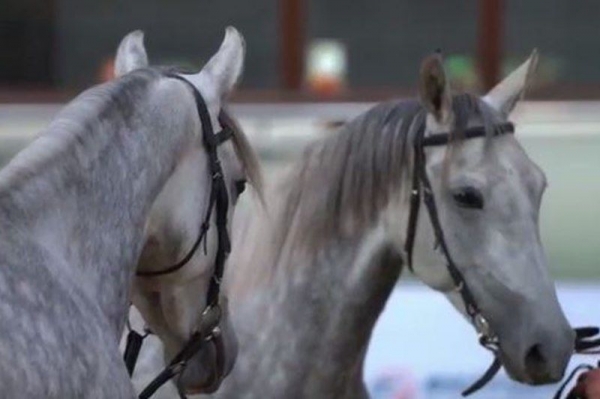 Лошадь из Подмосковья выиграла чемпионат России 
