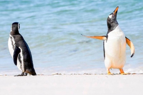 В соцсетях переживают за отношения пингвинов с фото международного конкурса