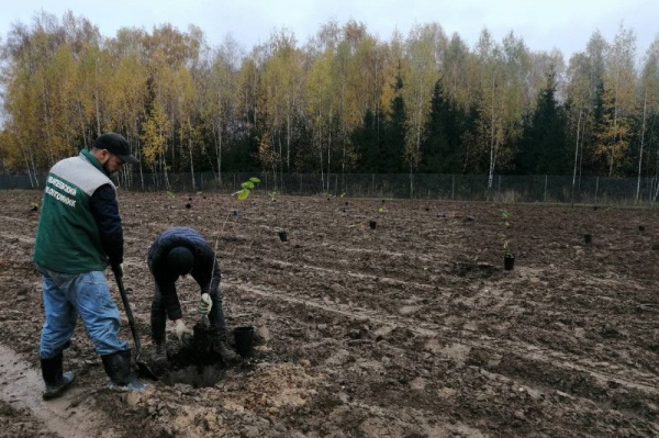 В Ивантеевском лесопитомнике появится маточная плантация перспективных сортов фундука