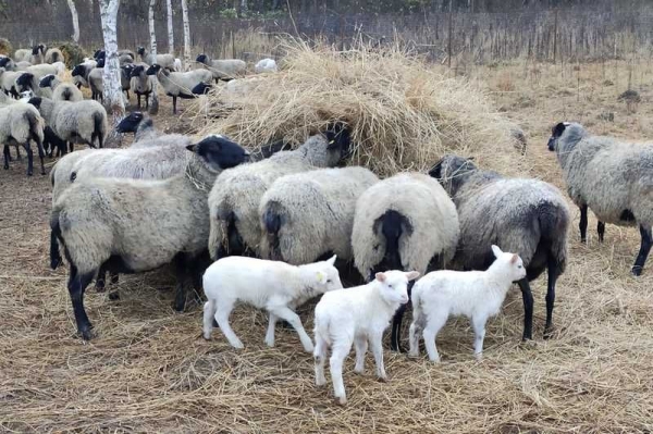В Рузском округе продолжается строительство фермы по производству овечьего и козьего молока 