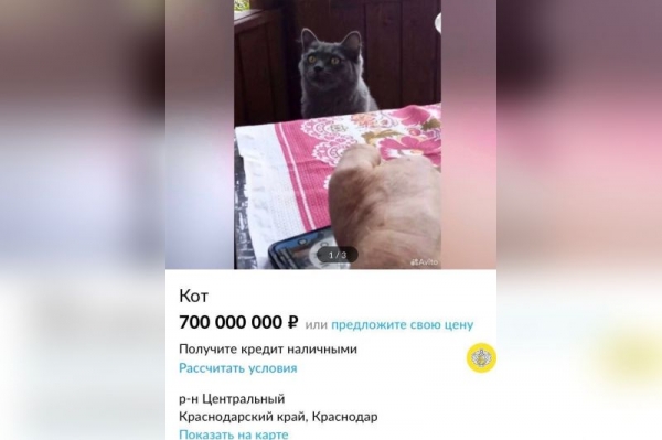 Живого кота из «Простоквашино» продают в Краснодаре за 700 млн рублей