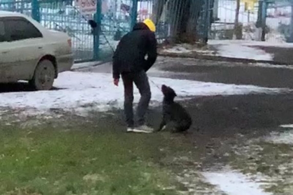 В соцсетях осудили оператора, который заснял избиение собаки, но не заступился за нее