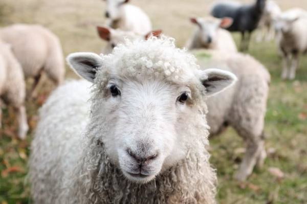 Молочная ферма «Черный лис» в Чехове выращивает редкую породу овец