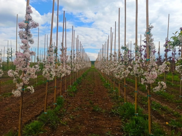В новом питомнике декоративных растений в Бронницах зацвели посаженные 50 тыс. деревьев