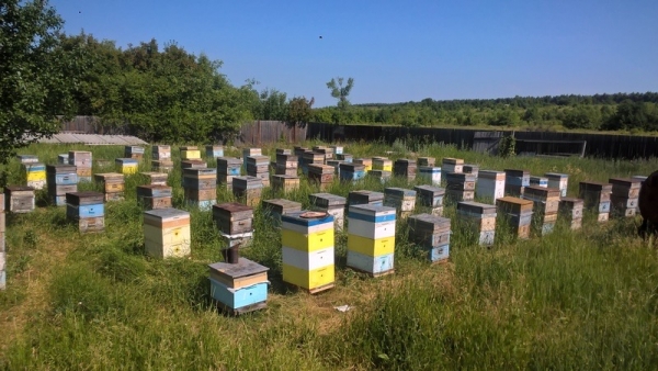 Минсельхозпрод Подмосковья призывает аграриев заранее предупреждать пчеловодов о планируемых обработках