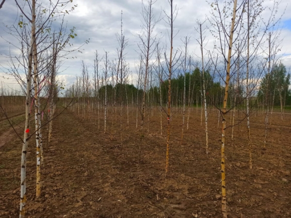 В новом питомнике декоративных растений в Бронницах зацвели посаженные 50 тыс. деревьев