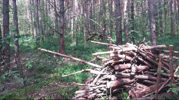 Санитарно-оздоровительные мероприятия продолжаются в лесах Подмосковья 