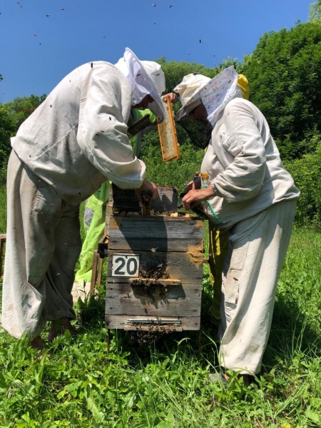 Более 830 исследований пчелосемей провели в Московской области