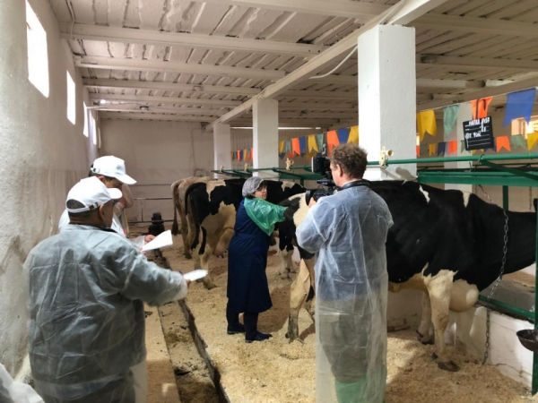 Конкурс по воспроизводству стада КРС состоялся в подмосковном Ступино